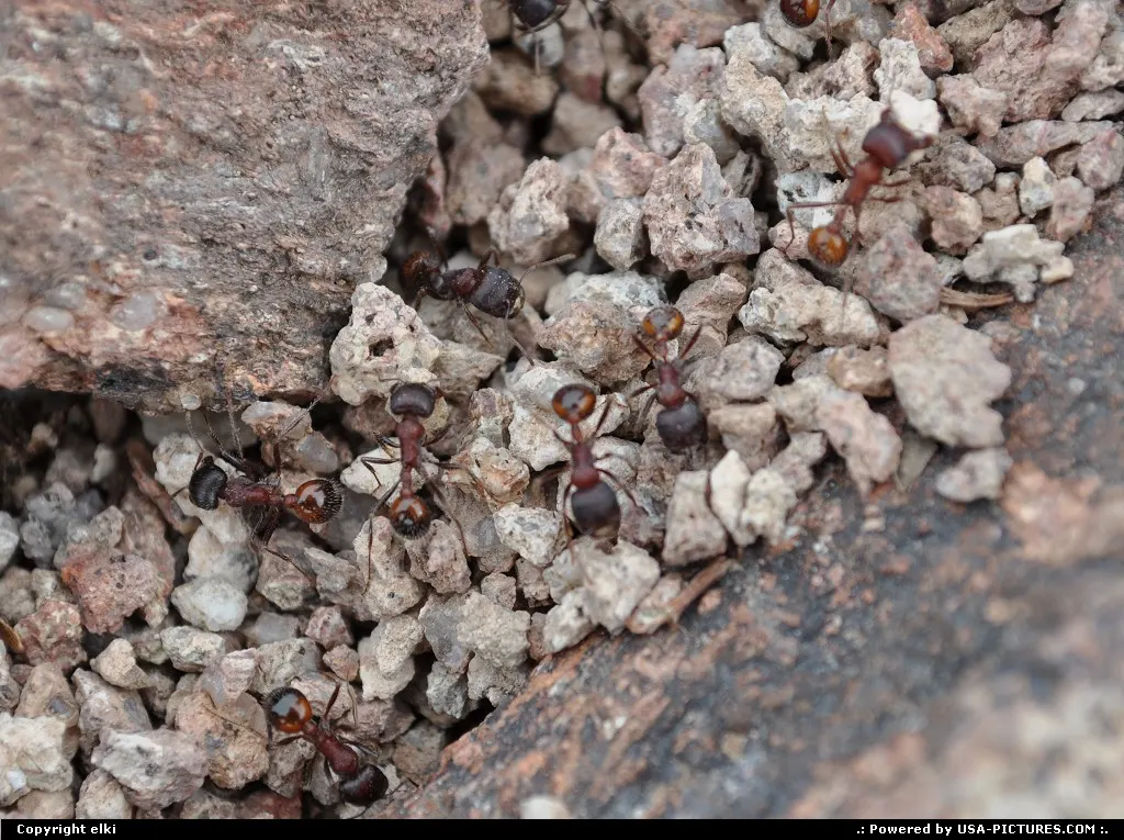 ants at work !!