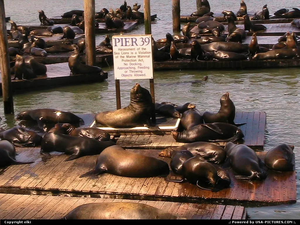 Famous sea lions @pier 39