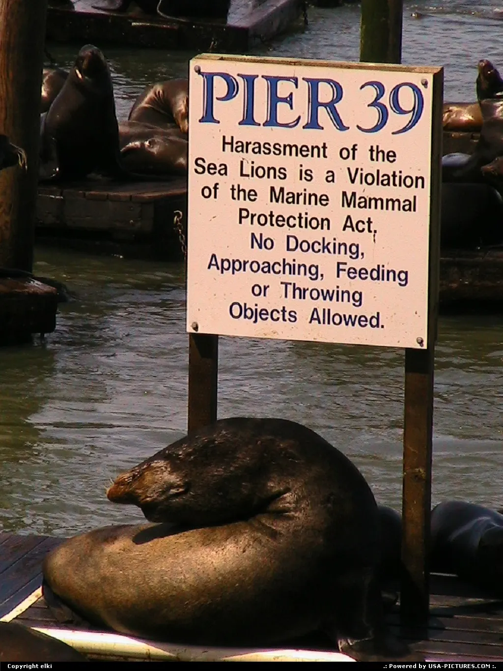 Sea lions, kings of pier 39 !!