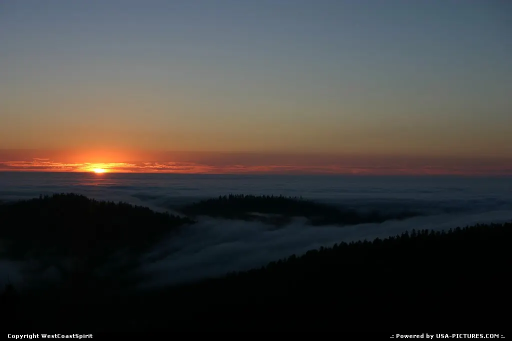 Another Oh My Gosh picture in Redwood.