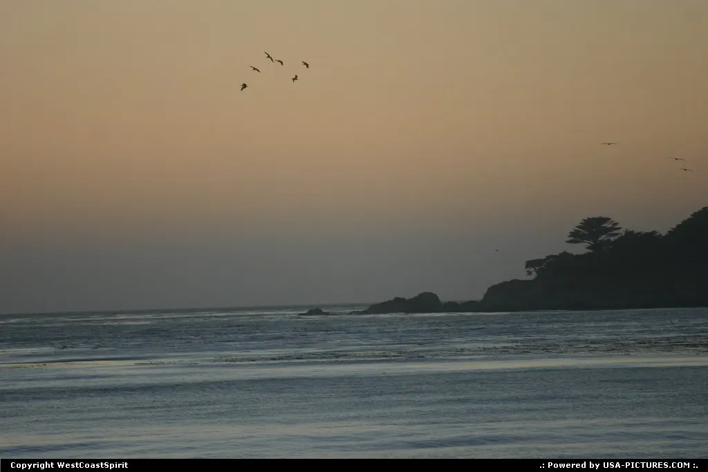 Great. Live Seagulls's performance comes as a free gift
