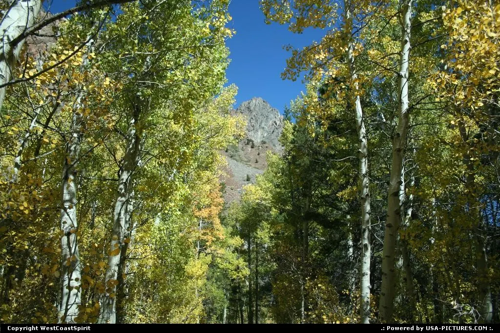 Apsen Trees ready for the fall colors show. In Inyon National Forest.
