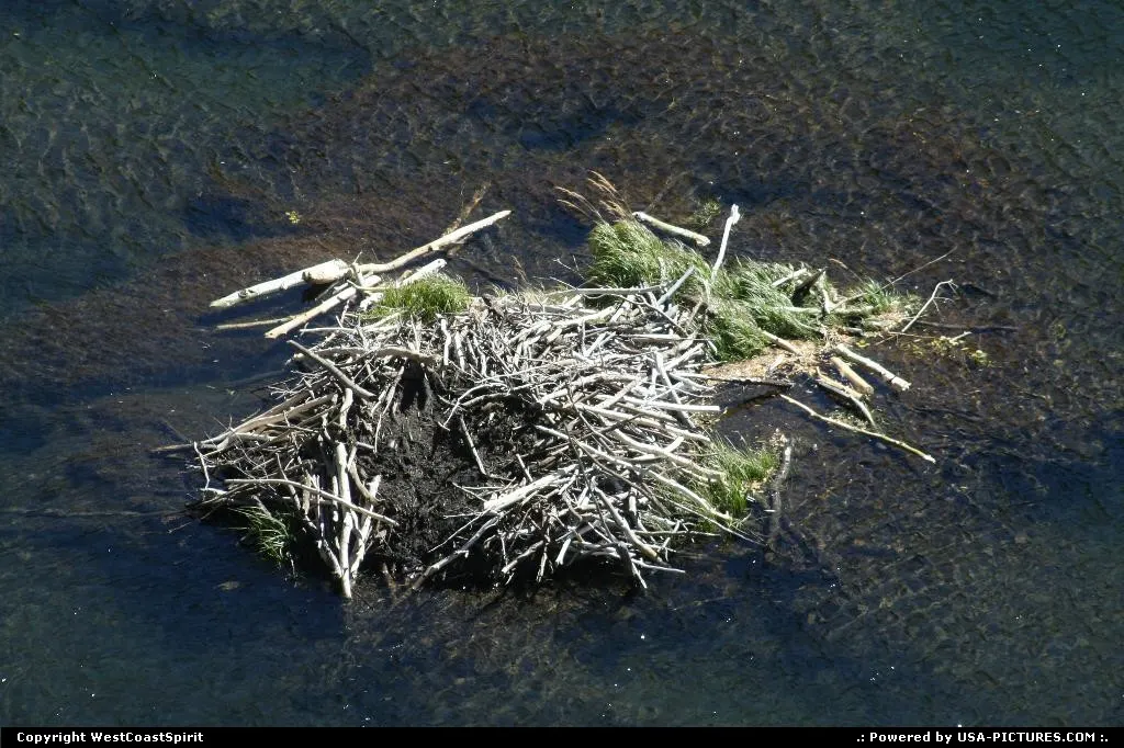 Beaver' hut in Lundy Canyon, Inyon National Forest.