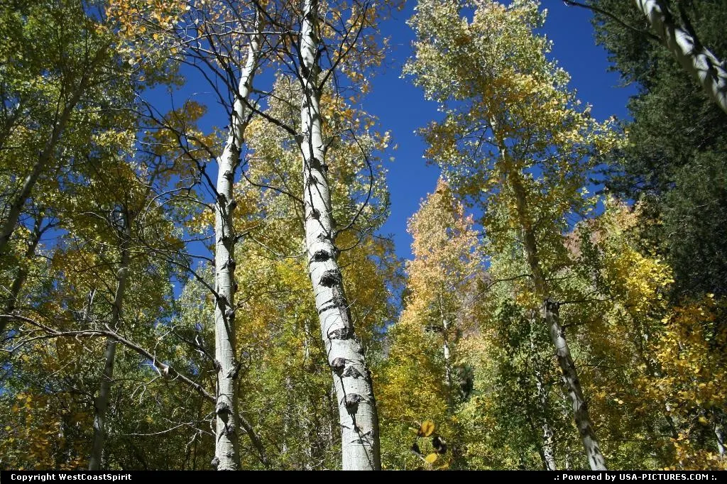 Aspen trees in Inyon National Forest. Almost ready for fall!