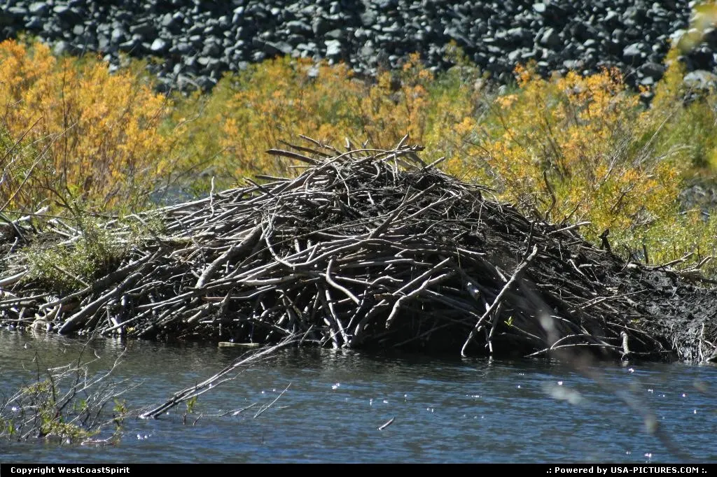Beaver' hut in details, in Lundy Canyon, Inyon National Forest.