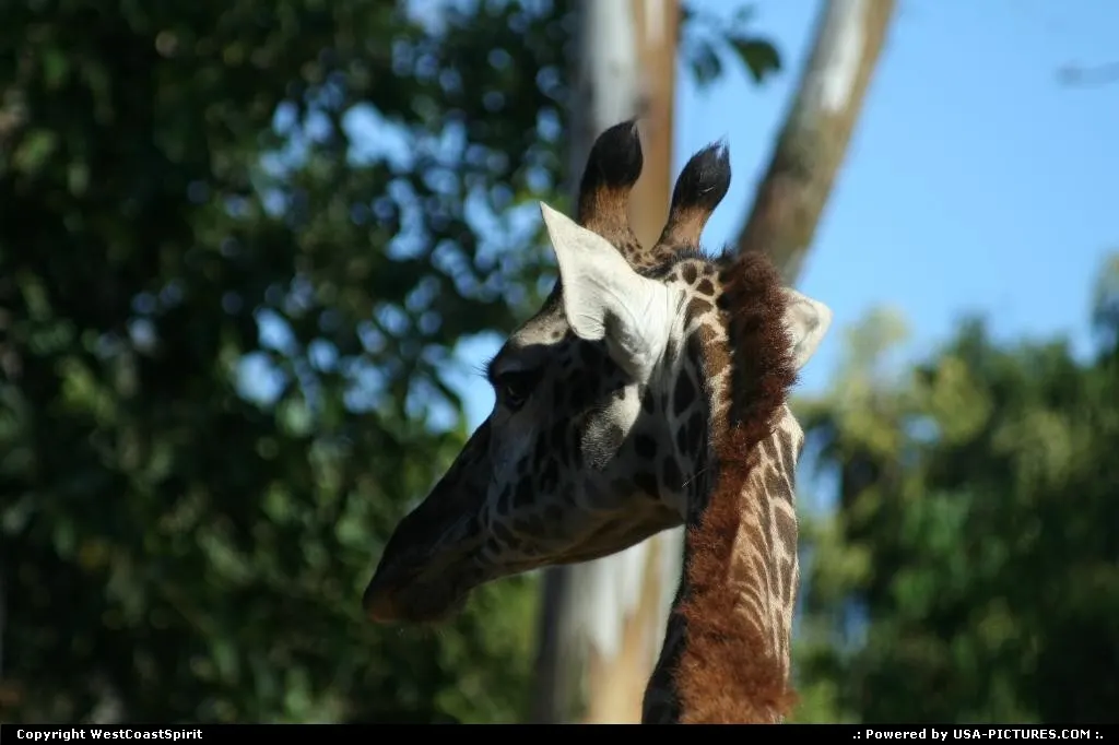 Call me miss Glamor. Nice posture for this cute giraffe at the zoo...