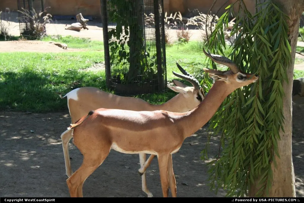 Antelopes having lunch at the San Diego Zoo. Worth a visit.
