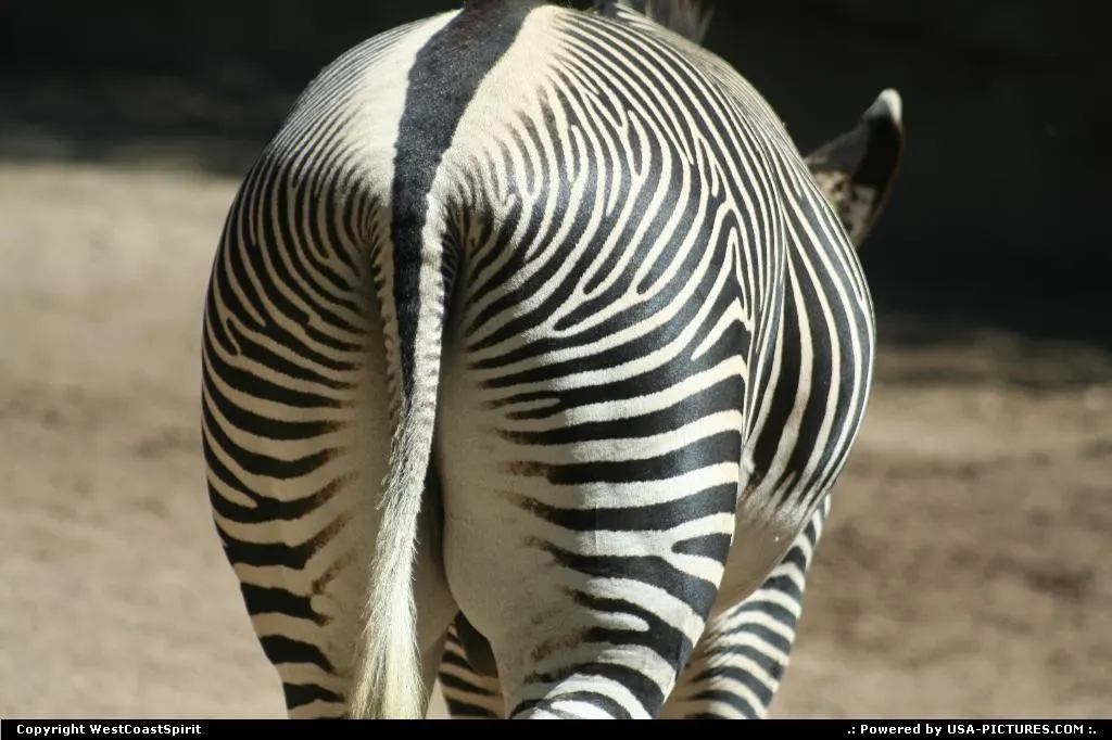 Now that's a nice butt :) Zebra at the San Diego Zoo.