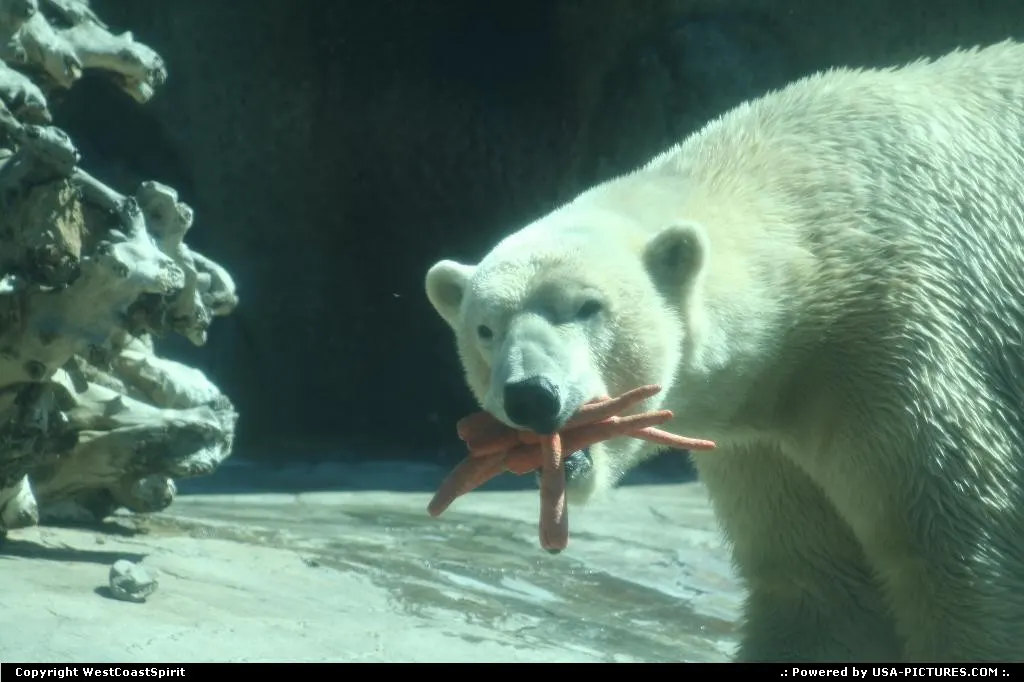 Yes, I do enjoy carrots, just like this polar bear at the San Diego Zoo.