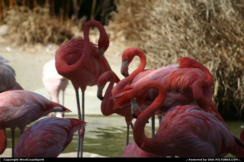 Flamingos at the Zoo. San Diego Zoo, in Balboa Park, is a great place to spend the day.