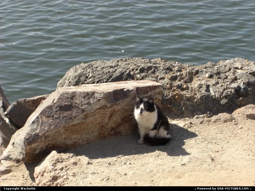 Wildcat of beaches of long beach