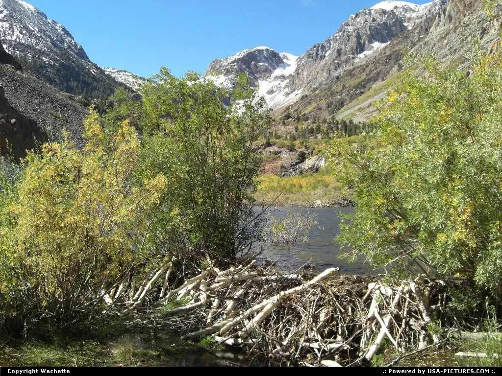 beaver's dam near yosemite