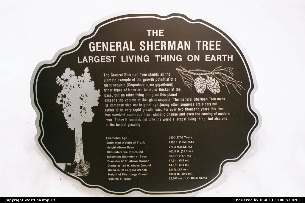 General Sherman' fact sheet in front of the massive tree.