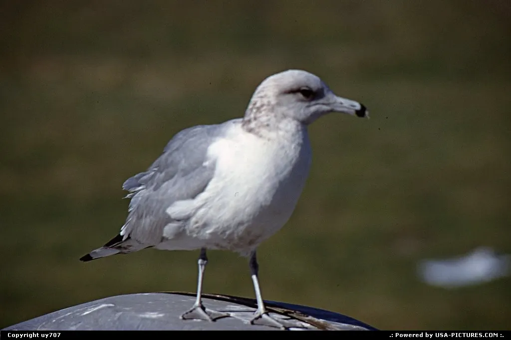 One of the numerous seagulls which took up a residence at the Park.