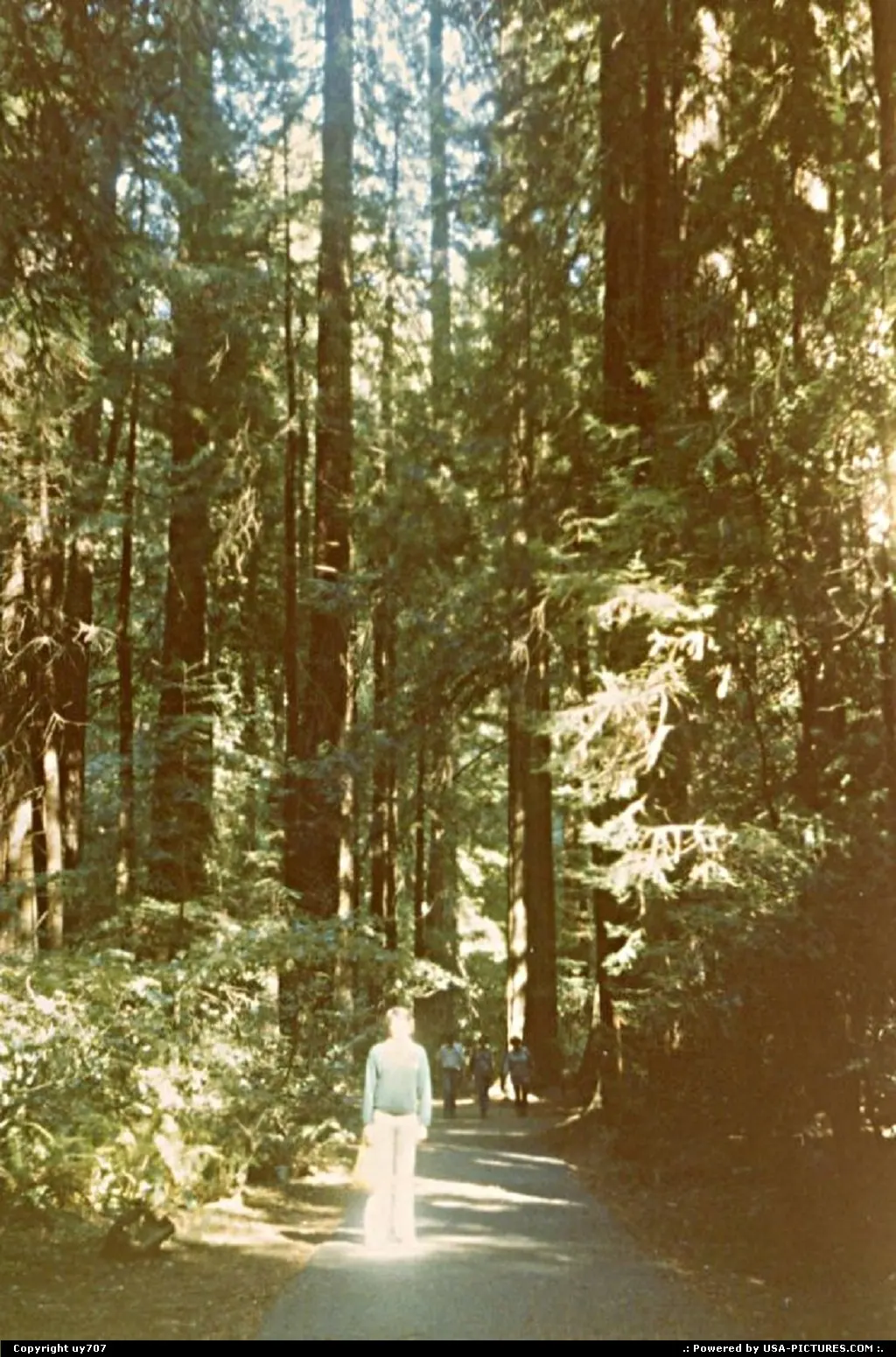 While dawrfed by the mighty skyrocketing redwood trees, uy707 gets some kind of heavenl...