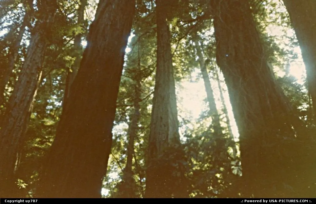 Another glimpse of the ovetwhelming redwoods.