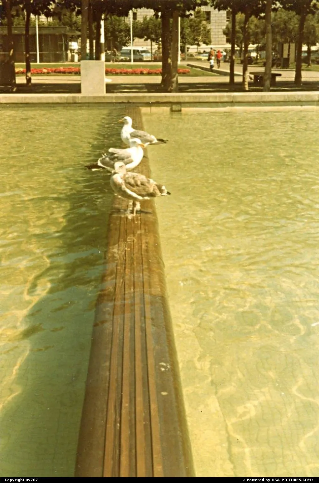 Reflection pool close by the CiTy Hall along with a trio of resident seagulls.