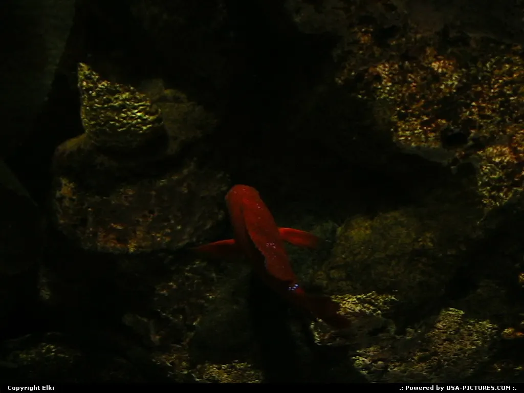Fish at the aquarium