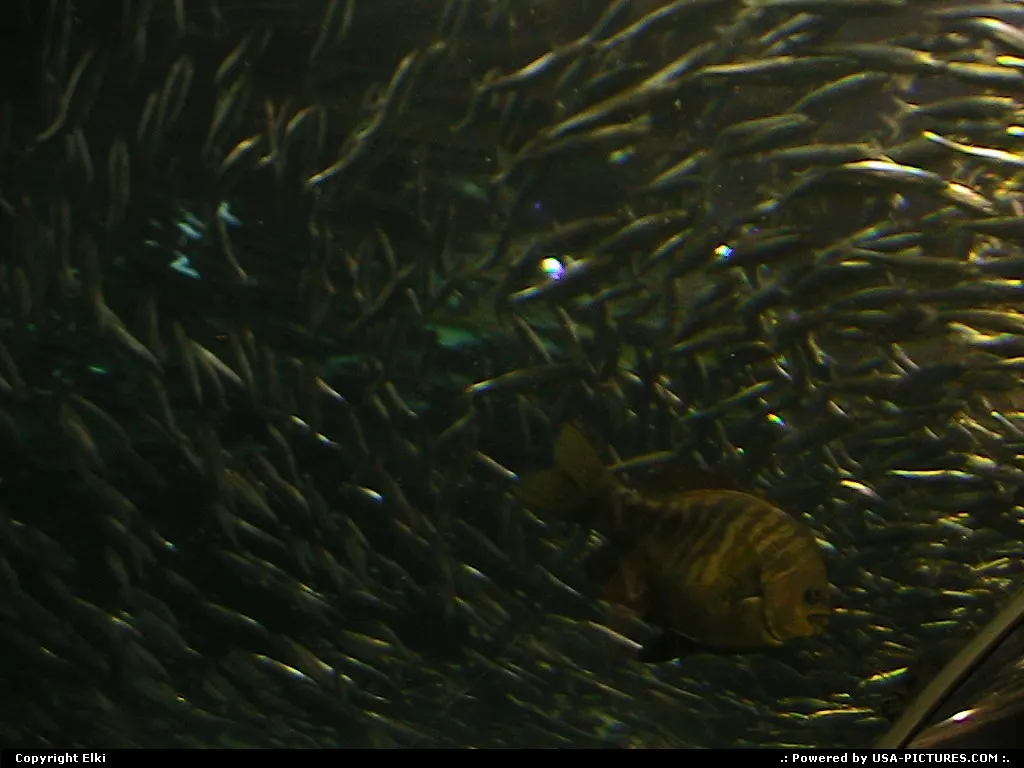 Fish at the aquarium