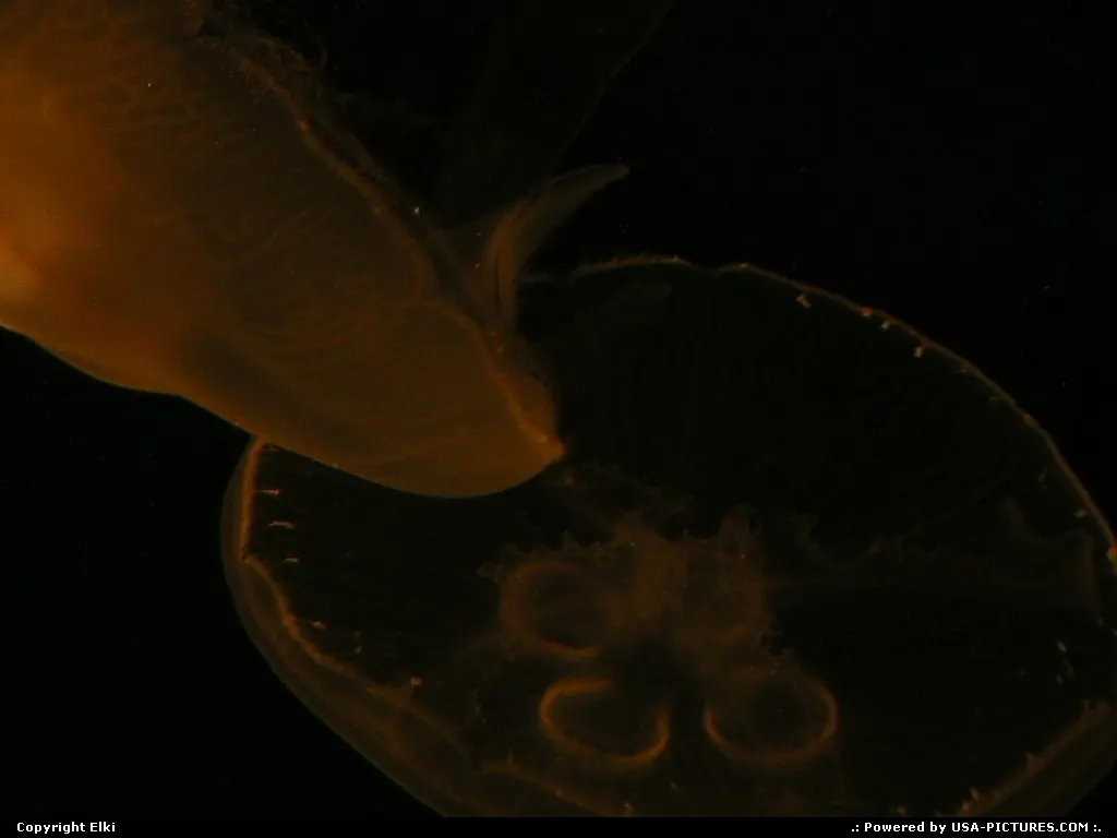 Jelly fish at the aquarium