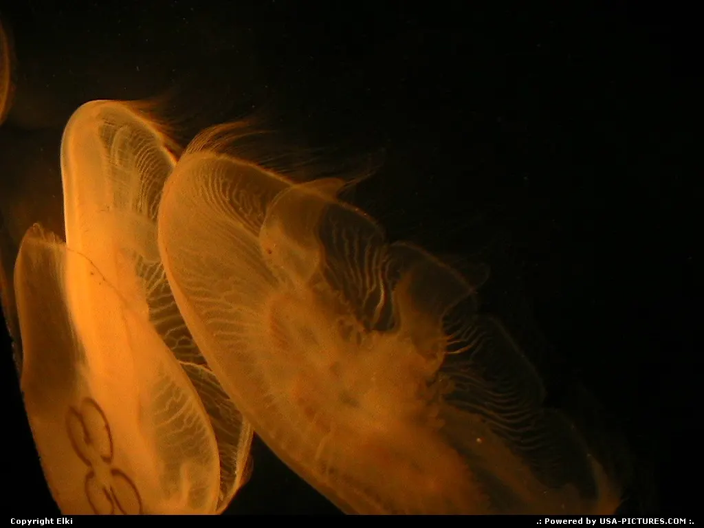 Jelly fish at the aquarium