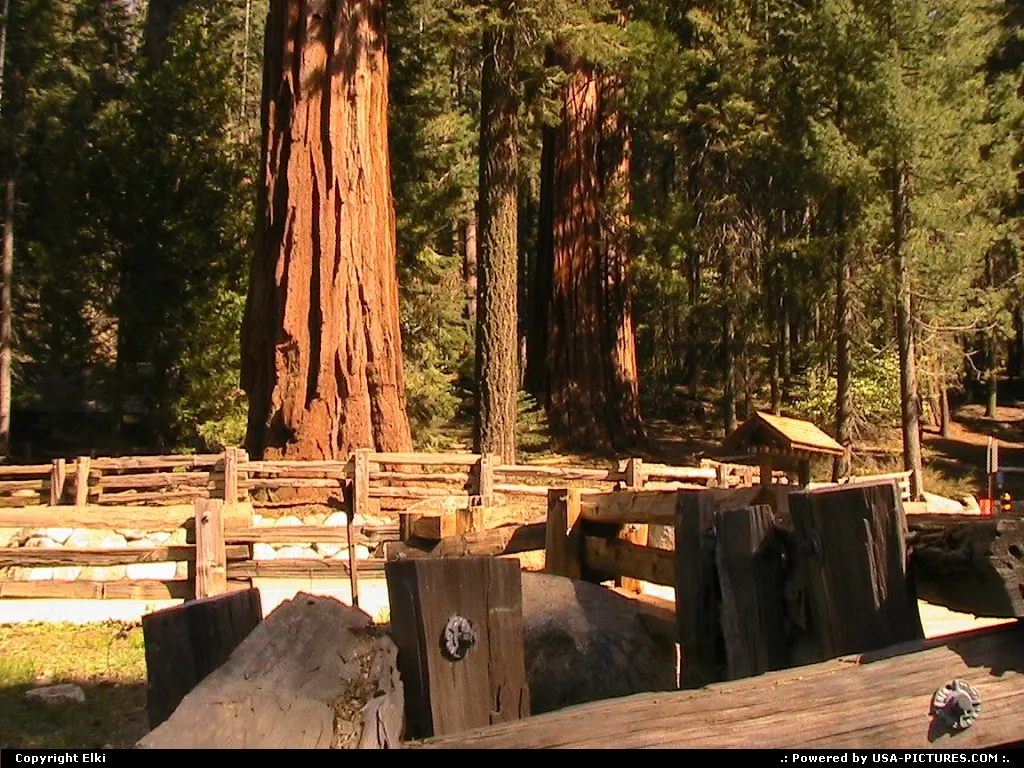 Big trees