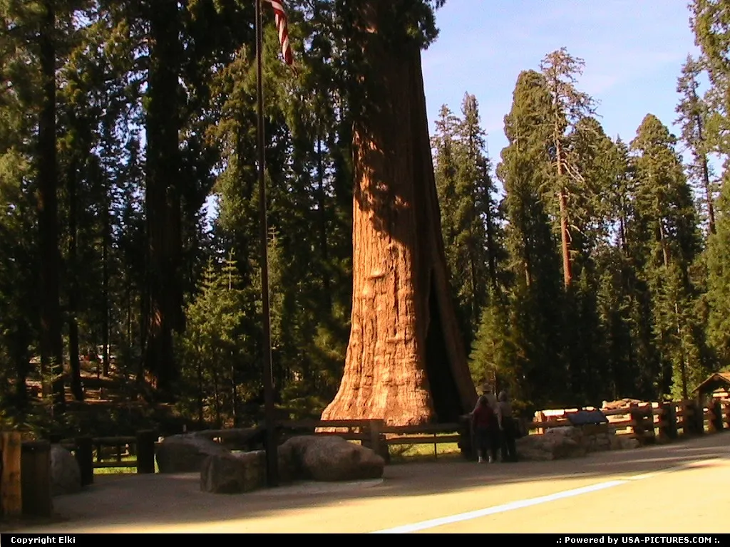 Big tree, small people