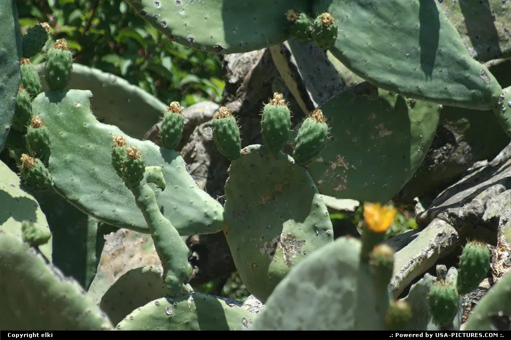 Cactus in the hollywood hills area in the lee mount.
