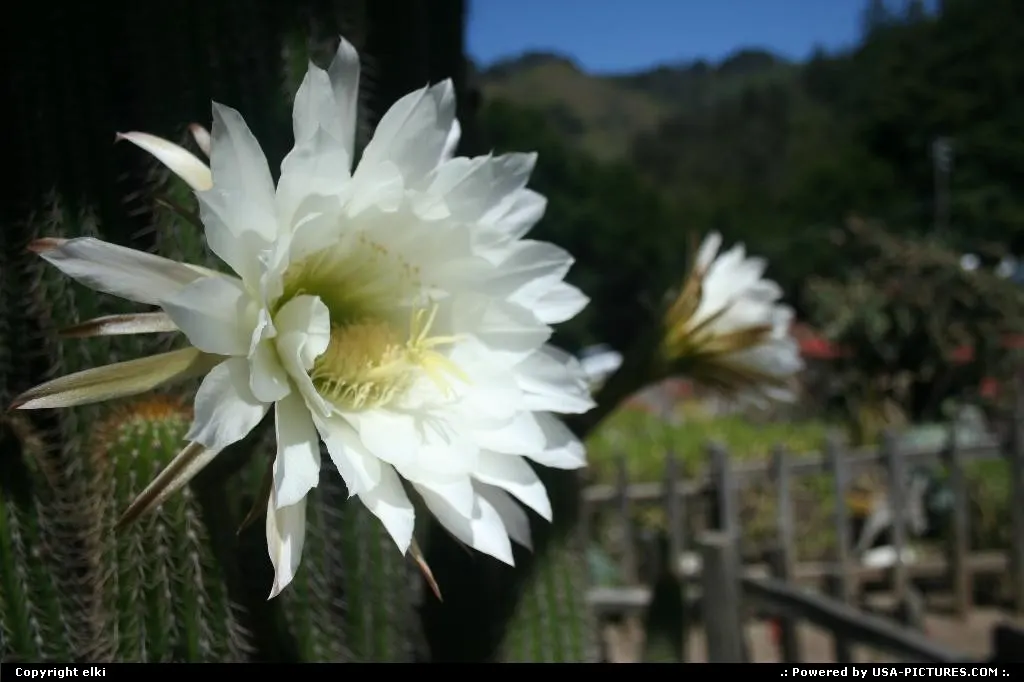 Flowered cactus, big sur california