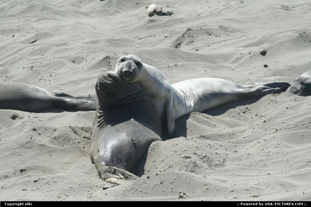 Elephant seal view at Elephant Seal vista point.