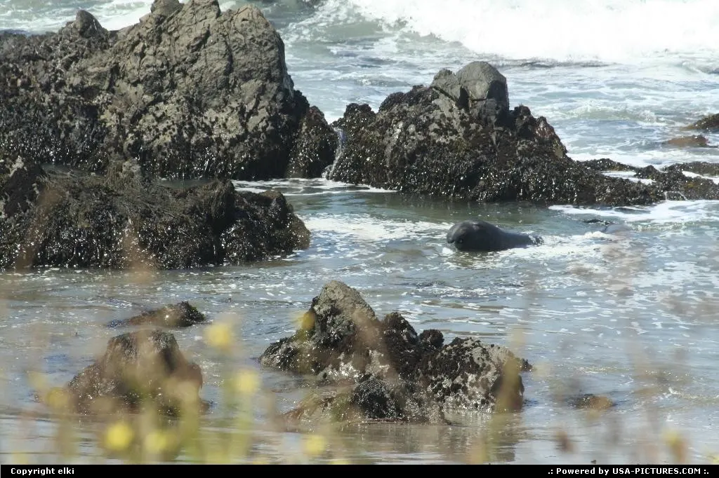 Elephant seal view at Elephant Seal vista point.