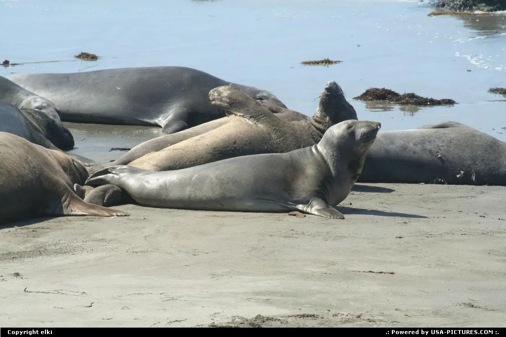 Elephant seal view at Elephant Seal vista point.