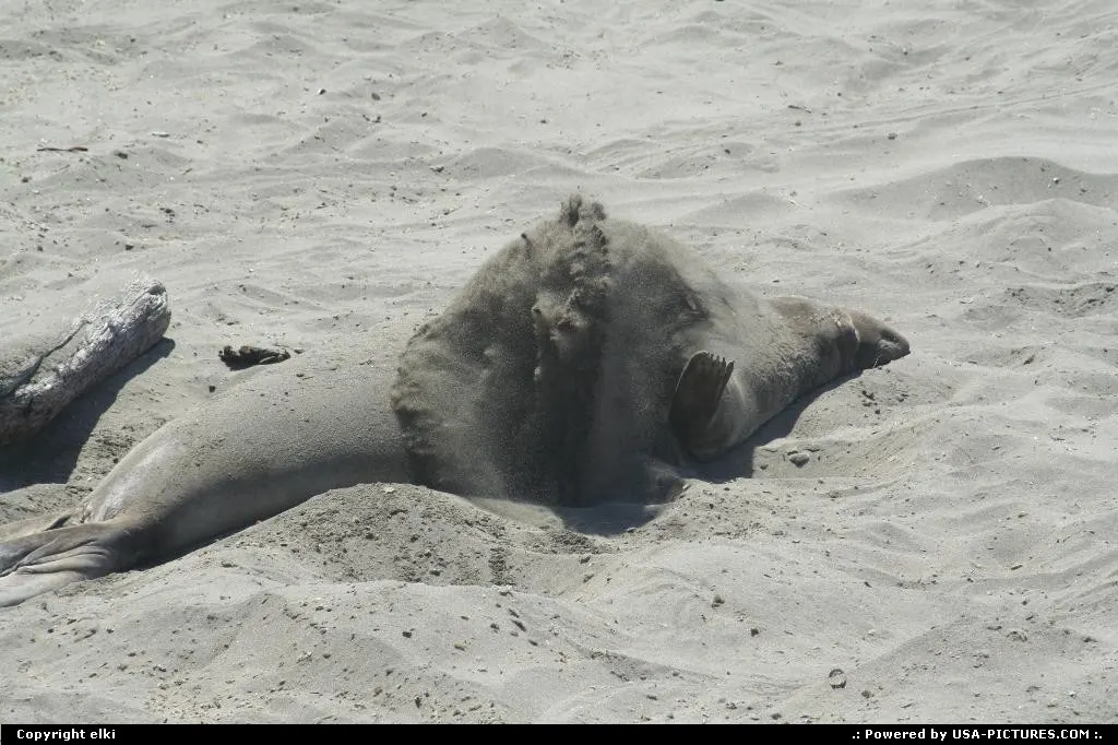Elephant seal view at Elephant Seal vista point.
