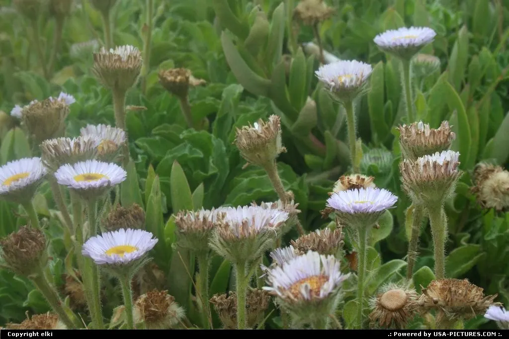 Flowers, while accessing the beach at Cambria