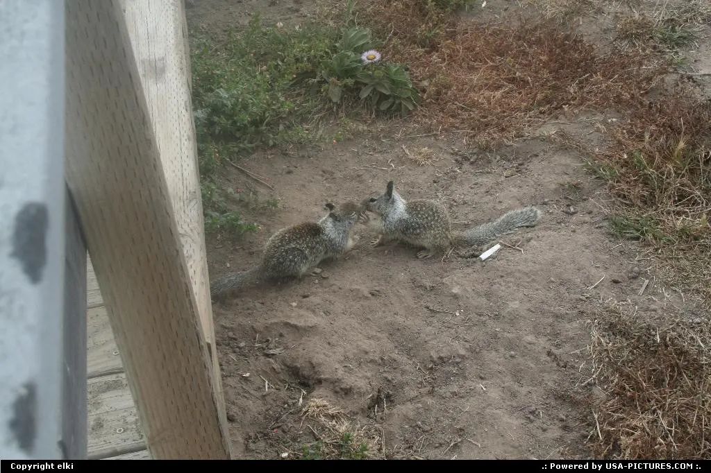 When you are a polite squirel, you add to say