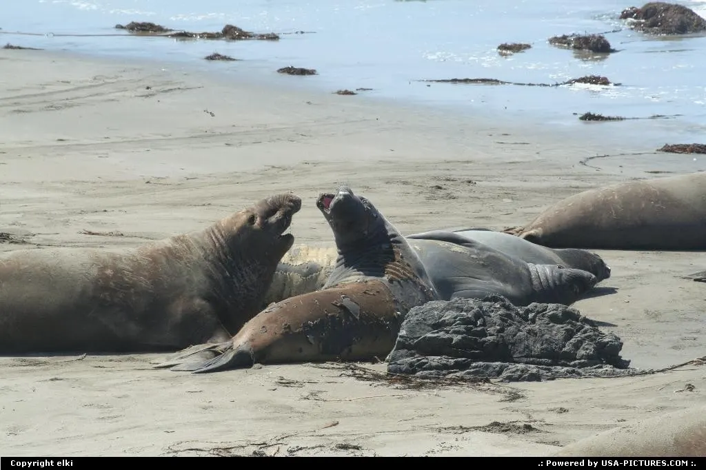 Elephant seal view at Elephant Seal vista point.