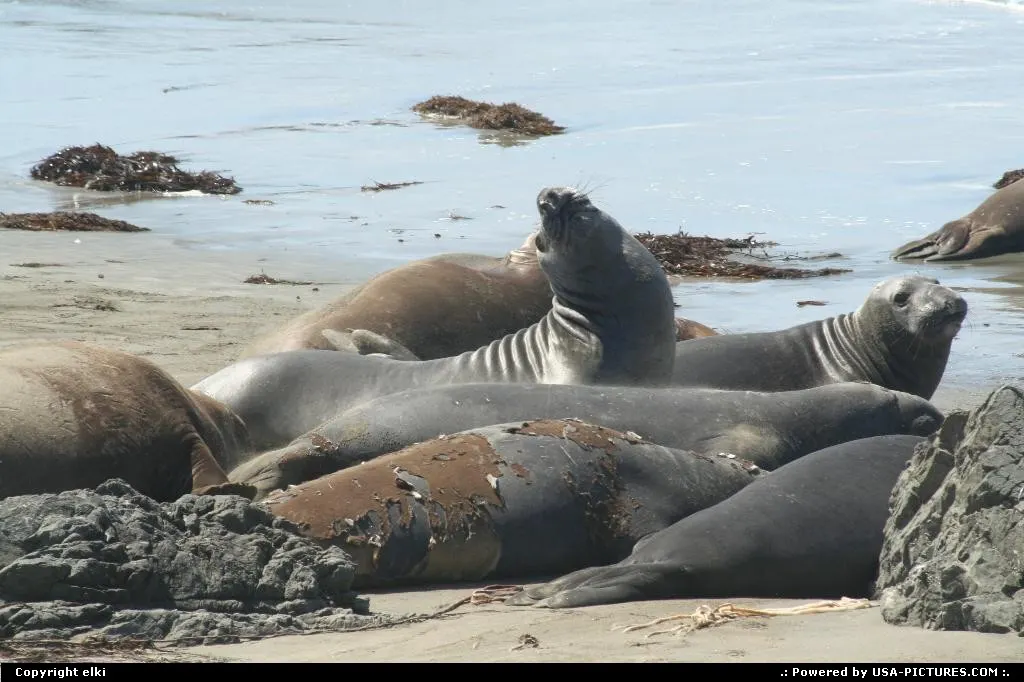 Elephant seal view at Elephant Seal vista point.