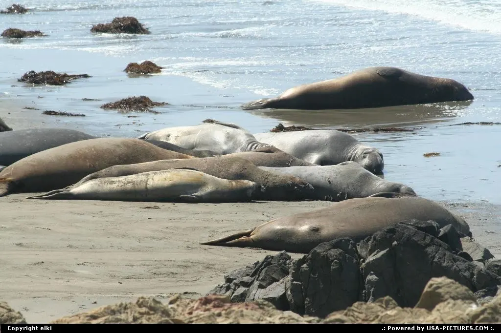 Elephant seal view at Elephant Seal vista point.