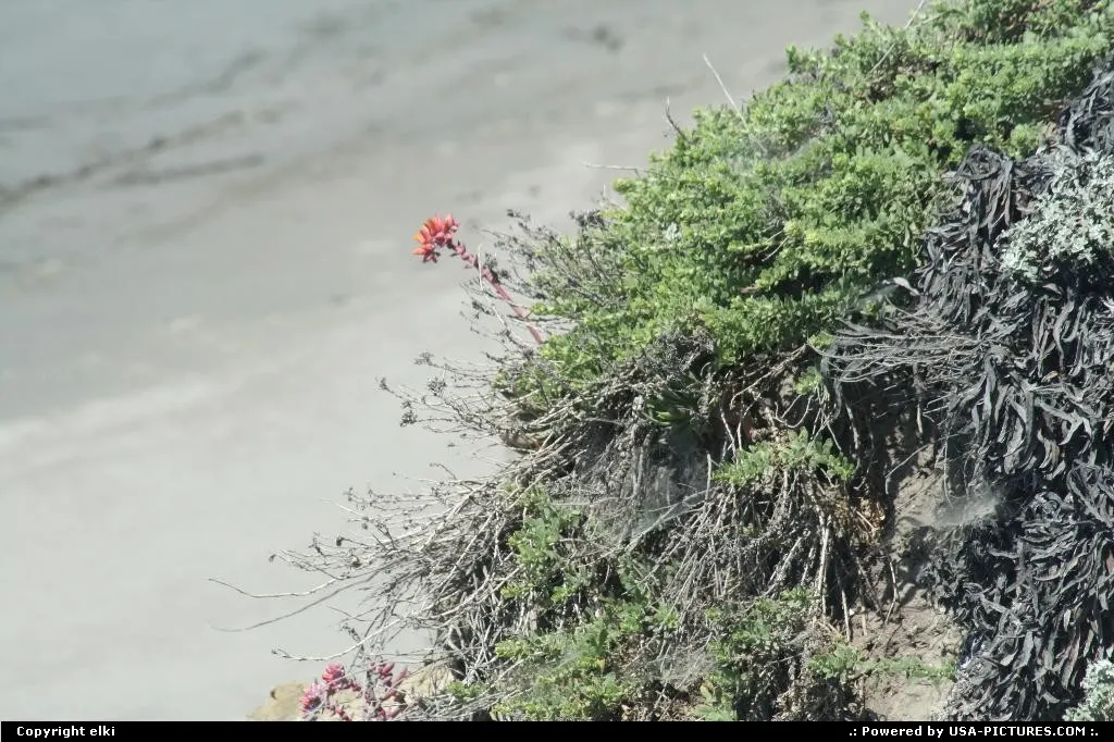 Wild flower and vegetation on the sea shore along the route 1.