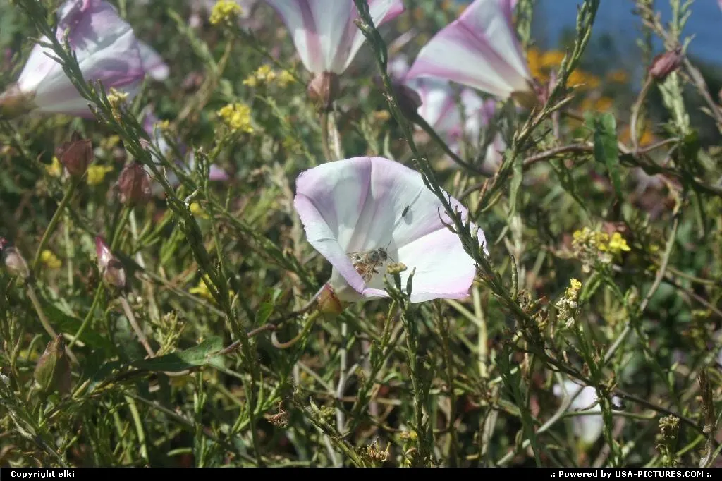 A bee browsing a flower on the route 1 in California.
