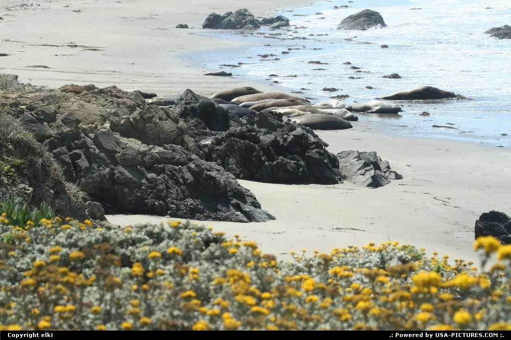 Elephant seal view at Elephant Seal vista point.