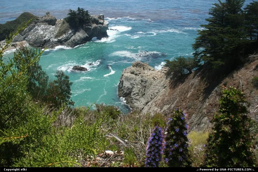 Wild vegetation along the route 1 in California. It play a major role to avoid erosion.