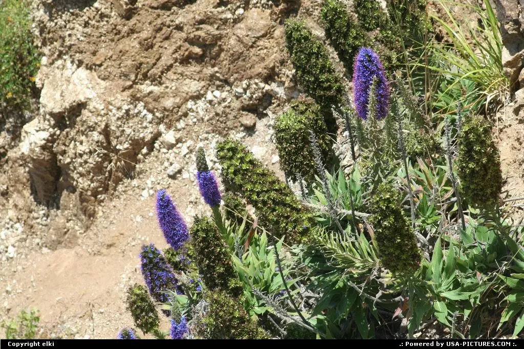Flowers along the route 1 in california