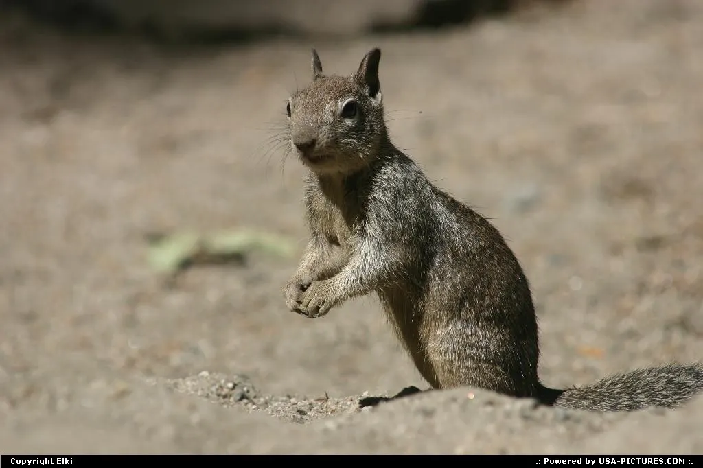 A common sight in National Parks