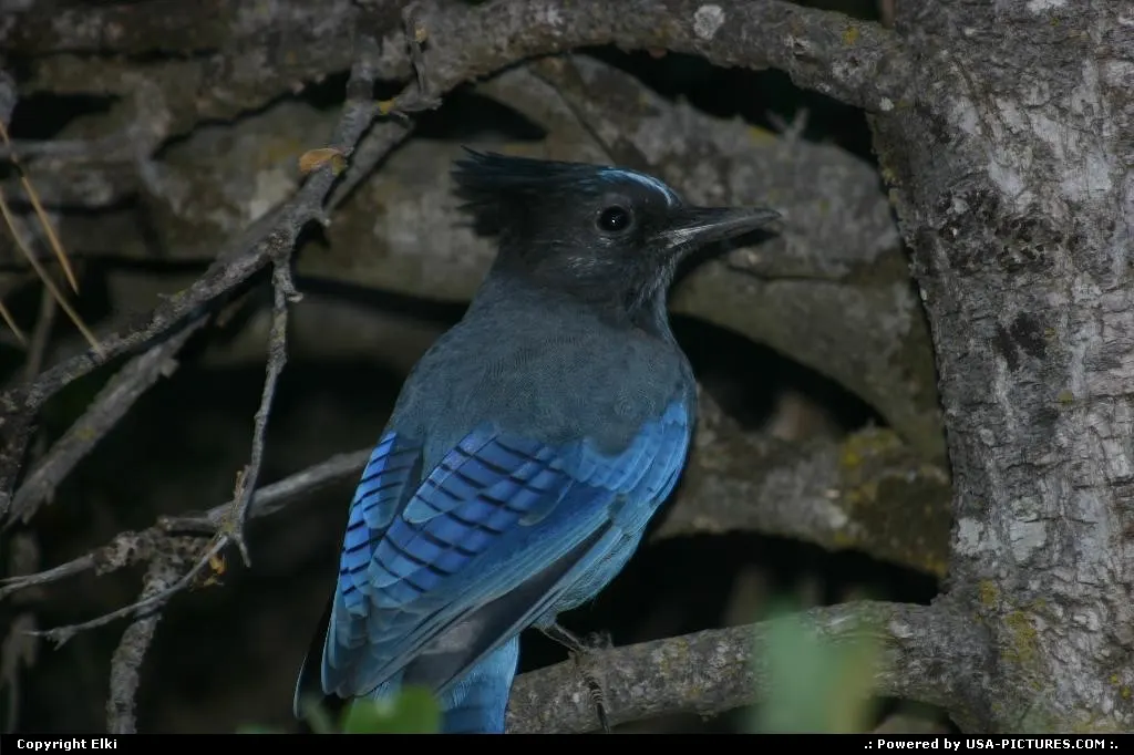 A blue Jay