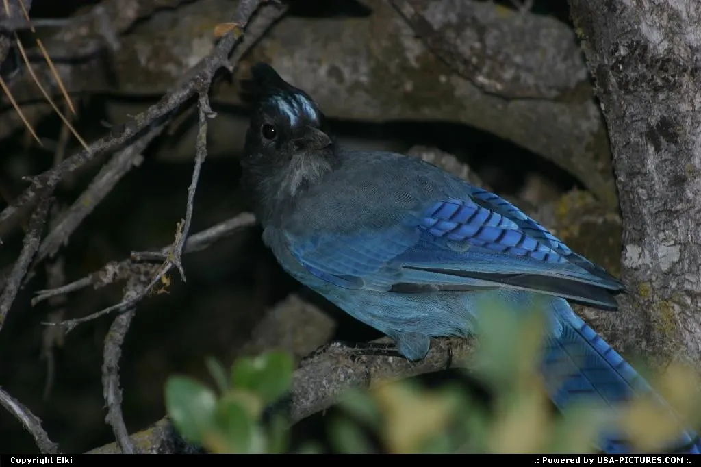 A blue Jay