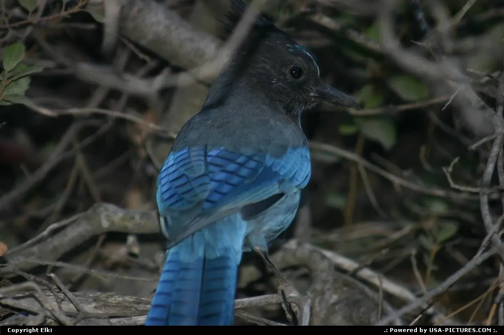 A blue Jay