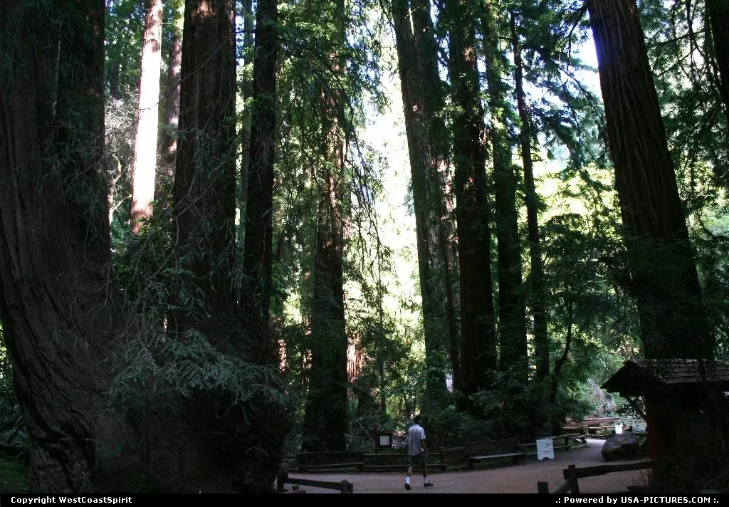 Muir Wood National Monument is a redwood forest located 15 minutes north of San Francisco.