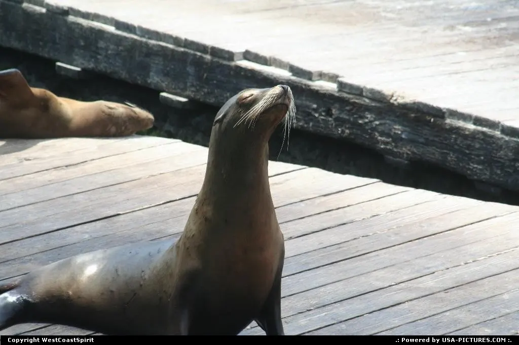 When sunbathing turns spiritual... Sea Lion at Pier 39, Fisherman's Wharf