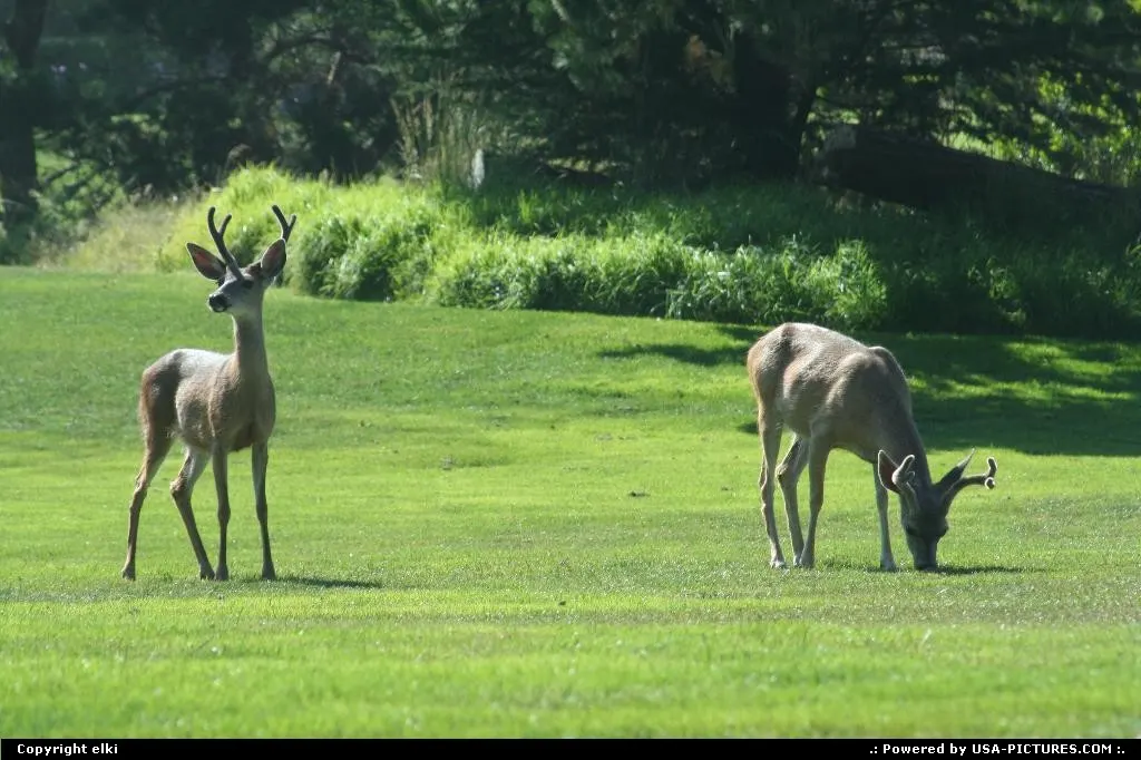 Elk